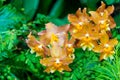 Orange Purple Wings Oncidium Hilda plumtree Orchids beautiful blossom flower