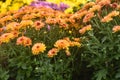 Orange, Purple and Yellow Crysanthemums