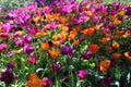 Orange, purple and yellow tulips blossom in spring Royalty Free Stock Photo