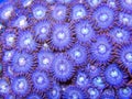 Orange and purple zoanthid corals Royalty Free Stock Photo
