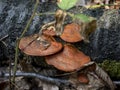 Pycnoporus Moshroom on a rotting tree trunk. Royalty Free Stock Photo