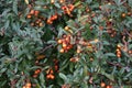 Orange Pyracantha berries in November. Pyracantha is a genus of large, thorny evergreen shrubs in the family Rosaceae. Berlin