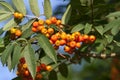 Orange pyracantha berry cluster Royalty Free Stock Photo