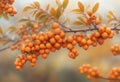 orange Pyracantha Saphyr berries Royalty Free Stock Photo