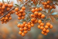 orange Pyracantha Saphyr berries Royalty Free Stock Photo