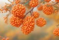 orange Pyracantha Saphyr berries Royalty Free Stock Photo