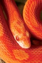 Orange python snake. Royalty Free Stock Photo