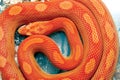 Orange python snake. Royalty Free Stock Photo