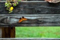 Orange question mark butterfly on wooden board