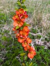 Orange quince flowers on a spring day