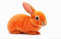 Orange rabbit of baby, cut out isolated on white background