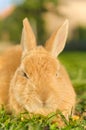 Orange rabbit lying on the grass