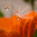 Orange rain drops Royalty Free Stock Photo