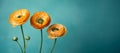 Orange ranunculus flowers on the blue background