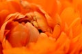 Orange ranunculus opening