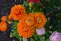 Orange Ranunculus, Persian buttercup flowers