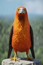 Orange raptor with a haggard look