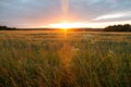 Orange rays of setting sun over field of cereals Royalty Free Stock Photo