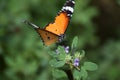 Orange red Asian butterfly on pink flowers in outdoor garden insect Royalty Free Stock Photo