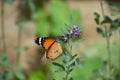 Orange red Asian butterfly on pink flowers in outdoor garden insect Royalty Free Stock Photo