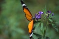 Orange red Asian butterfly on pink flowers in outdoor garden insect Royalty Free Stock Photo