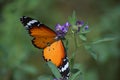 Orange red Asian butterfly on pink flowers in outdoor garden insect Royalty Free Stock Photo