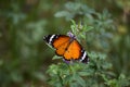 Orange red Asian butterfly on pink flowers in outdoor garden insect Royalty Free Stock Photo