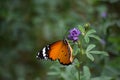 Orange red Asian butterfly on pink flowers in outdoor garden insect Royalty Free Stock Photo