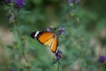 Orange red Asian butterfly on pink flowers in outdoor garden insect Royalty Free Stock Photo