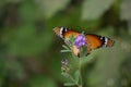 Orange red Asian butterfly on pink flowers in outdoor garden insect Royalty Free Stock Photo