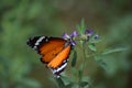 Orange red Asian butterfly on pink flowers in outdoor garden insect Royalty Free Stock Photo