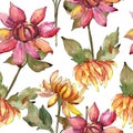 Orange and red asters botanical flower. Watercolor background illustration set. Seamless background pattern. Royalty Free Stock Photo