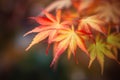 Orange red autumn Japanese Maple tree laves on dark blurred background