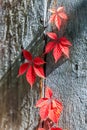 Orange red autumn leaves on wooden background. Natural sunny autumn countryside background