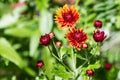 Orange and Red Autumn Mums Royalty Free Stock Photo