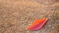 Orange and red autumn tree leaf on the beach sand, autumn season concept, fall leaves Royalty Free Stock Photo