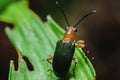 Orange,red beetle with a beautiful color grasping the green leaves in the natural garden