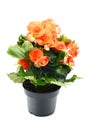 Orange red Begonia Elatior flower in flowerpot on white isolated Royalty Free Stock Photo