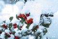 Orange berries under snow. Frozen bush at winter. Royalty Free Stock Photo