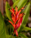 Orange, red and black parrot flower, bright contrast on green leafy background, Heliconia Psittacorum Royalty Free Stock Photo