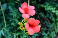 Orange red blossom of a trompete flower