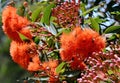 Orange red blossoms and pink buds of the Australian native flowering gum tree Corymbia ficifolia, Family Myrtaceae Royalty Free Stock Photo