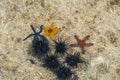 Orange, red and blue starfish and black urchin at low tide near the shore in water Royalty Free Stock Photo