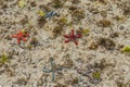 Orange, Red and Blue Starfish at low Tide near the Shore Royalty Free Stock Photo