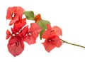 Orange Red Bougainvillea Flowers Royalty Free Stock Photo