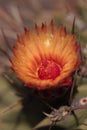 Orange and red cactus flower of Ferocactus emoryi rectispinus