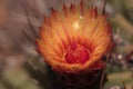 Orange and red cactus flower of Ferocactus emoryi rectispinus