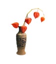 Orange red cape gooseberry in rustic terracotta vase with patina elements and ornament on white background.