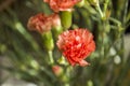 Orange red carnation flower Royalty Free Stock Photo