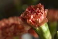 Orange red carnation flower - closeup Royalty Free Stock Photo